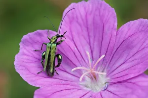 Thick-legged Flower Beetle - on Geranium flower Oedemera nobilis Essex, UK IN001121 Date: 23-Jun-19 Thick-legged Flower Beetle - on Geranium flower Oedemera nobilis Essex, UK IN001121 Date: 23-Jun-19