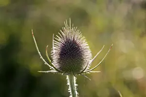 Plant Identification Guide Prints: Thistle
