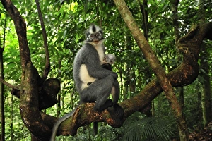 Thomass Langur / Thomass Leaf Monkey - mother with baby Thomass Langur / Thomass Leaf Monkey - mother with baby