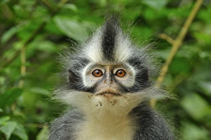 Thomass Langur / Thomass Leaf Monkey - portrait Thomass Langur / Thomass Leaf Monkey - portrait
