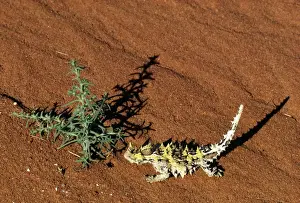 Desert Reptiles Prints: Thorny Devil