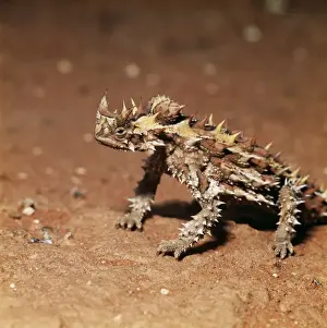 Australian Lizard Species Prints: Thorny Devil Lizard