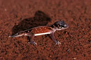 Australian Desert Animals Prints: Three-lined knob-tail gecko