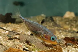 Prints of RD-162 Three-spined Stickleback Gasterosteus aculeatus Giacomo Radi Please note that prints are for personal display purposes only and may not be reproduced in any way. Stickleback Prints: Three-spined Stickleback Print, Gasterosteus aculeatus