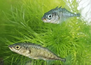 Images Dated 28th April 2005: Two Three-spined Sticklebacks