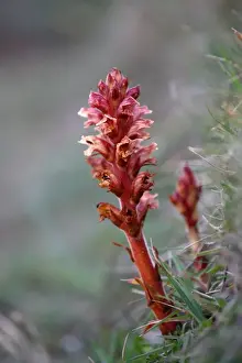 British Flora Prints: Thyme Broomrape - Cornwall - UK