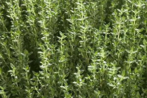 Herb Photography Prints: Thyme - close-up