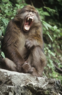 Tibetan / Pere Davids / Chinese Stump-tailed / Milne-Edwards Macaque - yawning Tibetan / Pere Davids / Chinese Stump-tailed / Milne-Edwards Macaque - yawning