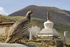 Tibetan Snowcock with stuppa / chortan - China Tibetan Snowcock with stuppa / chortan - China