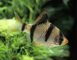 Prints of LA-1325 Sumatra / Tiger BARB Fish Distribution Tiger Prints: Tiger Barb Fish Print LA-1325 Sumatra