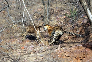 Tiger - Chasing Sambar (Cervus unicolor) Tiger - Chasing Sambar (Cervus unicolor)