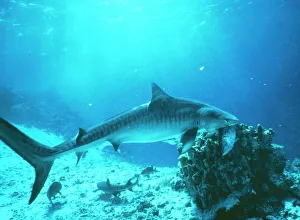 TIGER SHARK - feeding on fish TIGER SHARK - feeding on fish