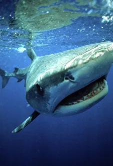 TIGER SHARK - mouth open TIGER SHARK - mouth open