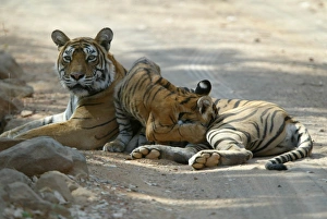 Tiger - Tigress suckling 3 month-old cub Tiger - Tigress suckling 3 month-old cub