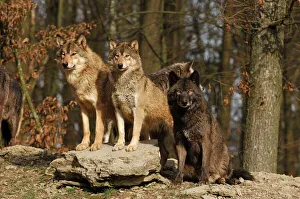 Timber Wolf / Grey Wolf sub species Timber Wolf / Grey Wolf sub species