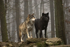 Timber Wolf / Grey Wolf sub species Timber Wolf / Grey Wolf sub species