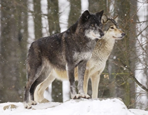 Timber Wolf / Grey Wolf sub species - in winter snow Timber Wolf / Grey Wolf sub species - in winter snow