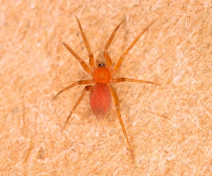 Tiny Bathroom Spider - Common in bathrooms in UK houses (only 2 mm long) Tiny Bathroom Spider - Common in bathrooms in UK houses (only 2 mm long)