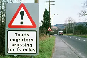 Images Dated 2006: Toad Crossing Sign Print PM-4279