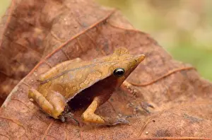 John Cancalosi Photos Prints: Toad - on leaf Tropical Rainforest, Amazon basin, Peru