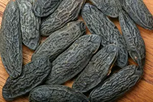 South American Trees Prints: Tonka bean