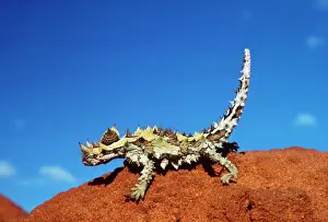 Thorny Devil Print, Moloch moloch horridus