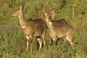 Mountains Nyala Female with Two Young Print