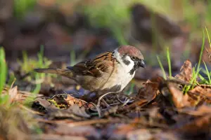 UK Birds Prints: Tree Sparrow - UK