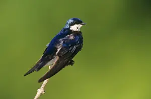 Nature Wall Art Prints: Tree Swallow