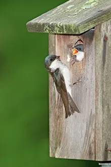 Tree Swallow - adult feeding young at nest box Tree Swallow - adult feeding young at nest box