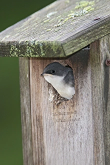 Tree Swallow - young bird ready to fledge from nest box Tree Swallow - young bird ready to fledge from nest box