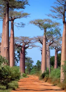 Tree Prints: Baobab Tree Madagascar Print