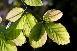 Close Up Of A Leaf Prints: Beech Tree - leaves