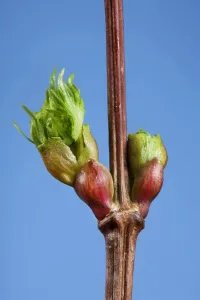 Tree Branch Details Prints: Common lime bud and leaf
