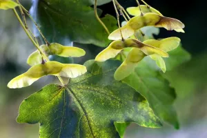 Autumn Tree Leaves Prints: Field Maple with fruit