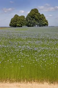 Lime Tree Prints: Flax field and Lime Tree