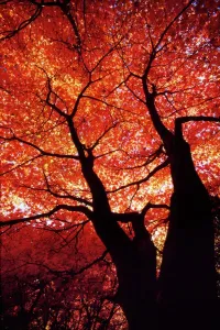 Arty Prints: Japanese Maple DOW-16 Print