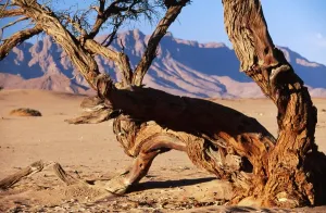 Camelthorn Tree Prints: NAMIBIA - CAMELTHORN TREE