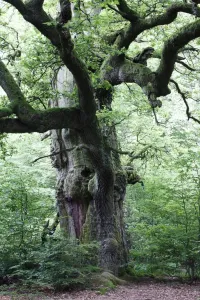 Oak Tree Germany Prints: Oak Tree - ancient tree in summer, Sababurg Ancient Forest NP, North Hessen, Germany