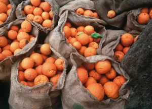 Mediterranean Landscape Images Prints: ORANGES IN SACKS - under an olive tree ready for transporting