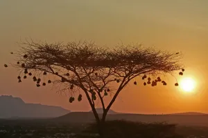 African Sunset Landscape Prints: Samburu