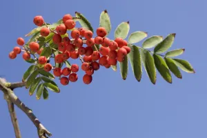 European Rowan Tree Prints: Sorbus with fruit