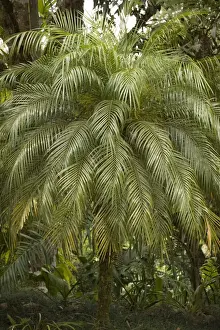 Tropical Palm Tree Prints: A tropical Palm Tree