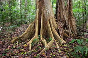 Images Dated 11th September 2006: Tropical Rainforest - buttress roots on tree upstream from Puerto Maldonado