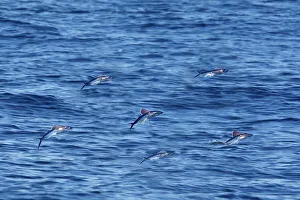 Tropical two-wing flyingfish - in the strait of Gibraltar Tropical two-wing flyingfish - in the strait of Gibraltar