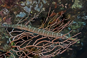 Trumpetfish - This fish is hiding in the coral waiting for a smaller fish to swim by Trumpetfish - This fish is hiding in the coral waiting for a smaller fish to swim by