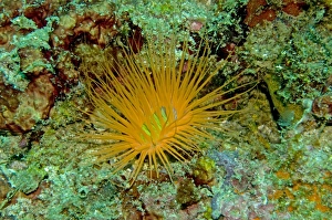 Tube Anemone - Normally coloured gray or off white - This anemone is a rare colour standing out like a beacon in 12 Tube Anemone - Normally coloured gray or off white - This anemone is a rare colour standing out like a beacon in 12