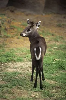 Prints of KFo-955 Tufted Deer - stands on grassed area Range: S. China, N Tufted Deer Prints: Tufted Deer Print