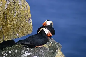 Personal Use Bird Photos Prints: Tufted Puffin - pair