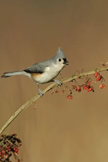Images Dated 25th November 2003: Tufted Titmouse Hamden, Connecticut, USA